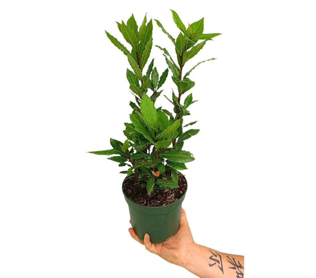 Laurel M16 (laurus Nobilis)_0