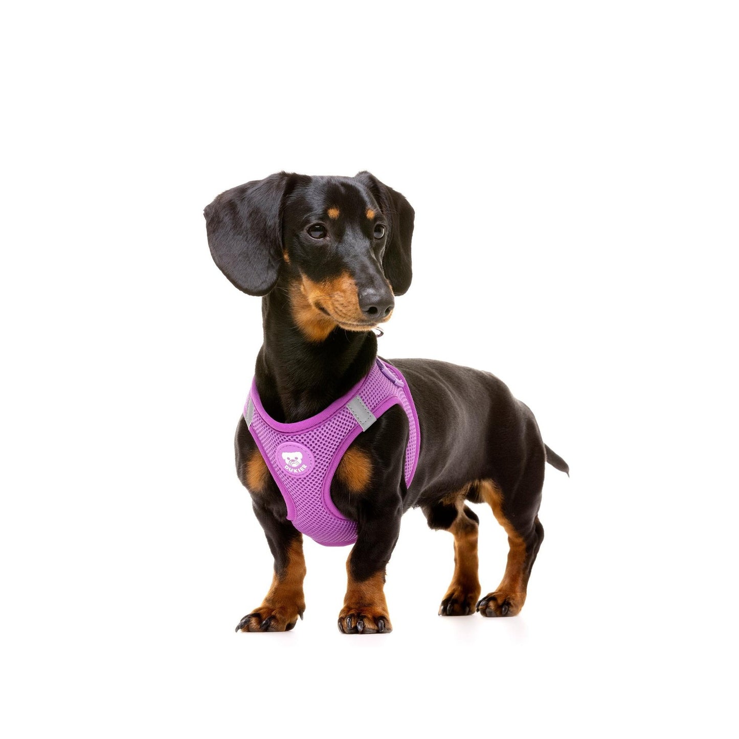 Arnês de corpo Purple Dukier