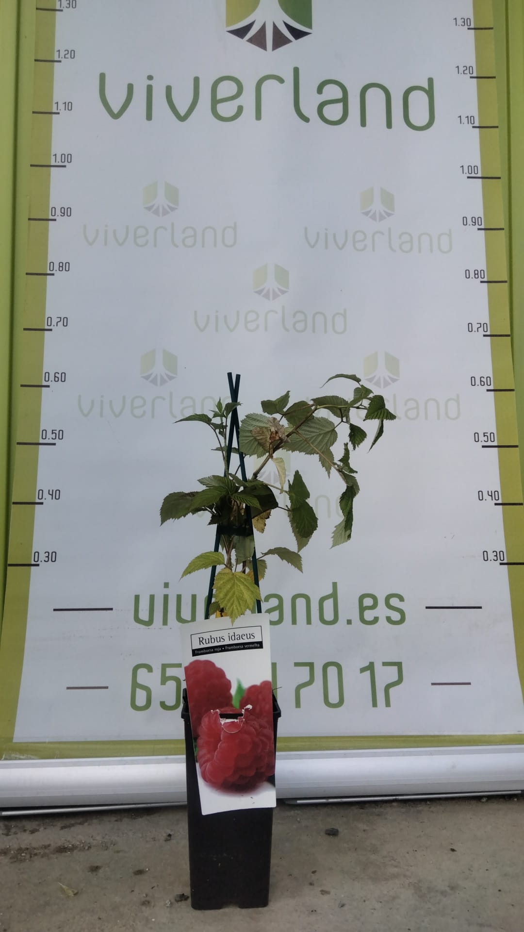 Frutal Frambueso Rojo Maceta 70 CM_1