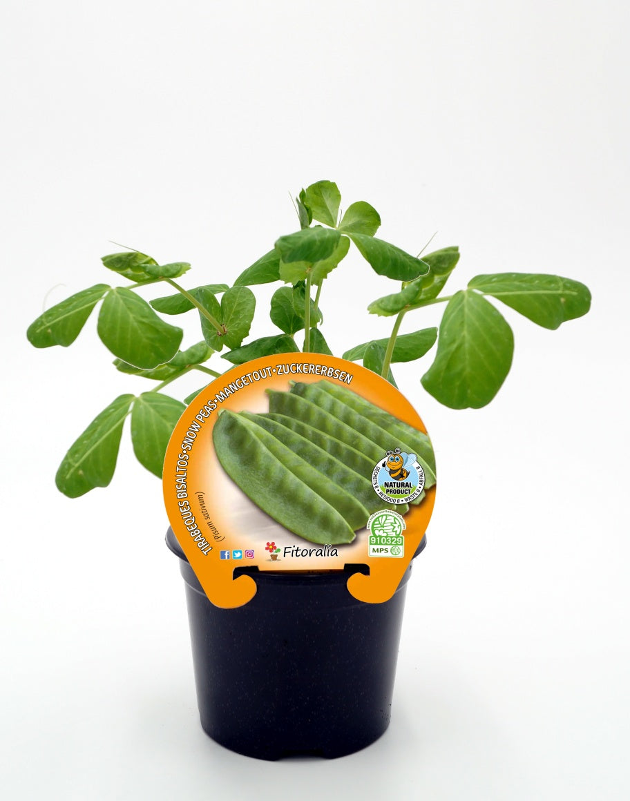 Plantón Guisante Tirabeque Verde En Maceta 10,5 Cm. Natural - Fitoralia_0