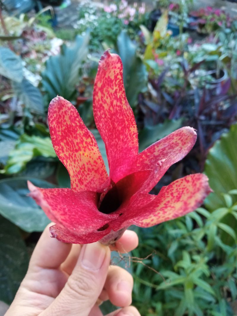 Neoregelia Red Waif Planta Bromelia_0