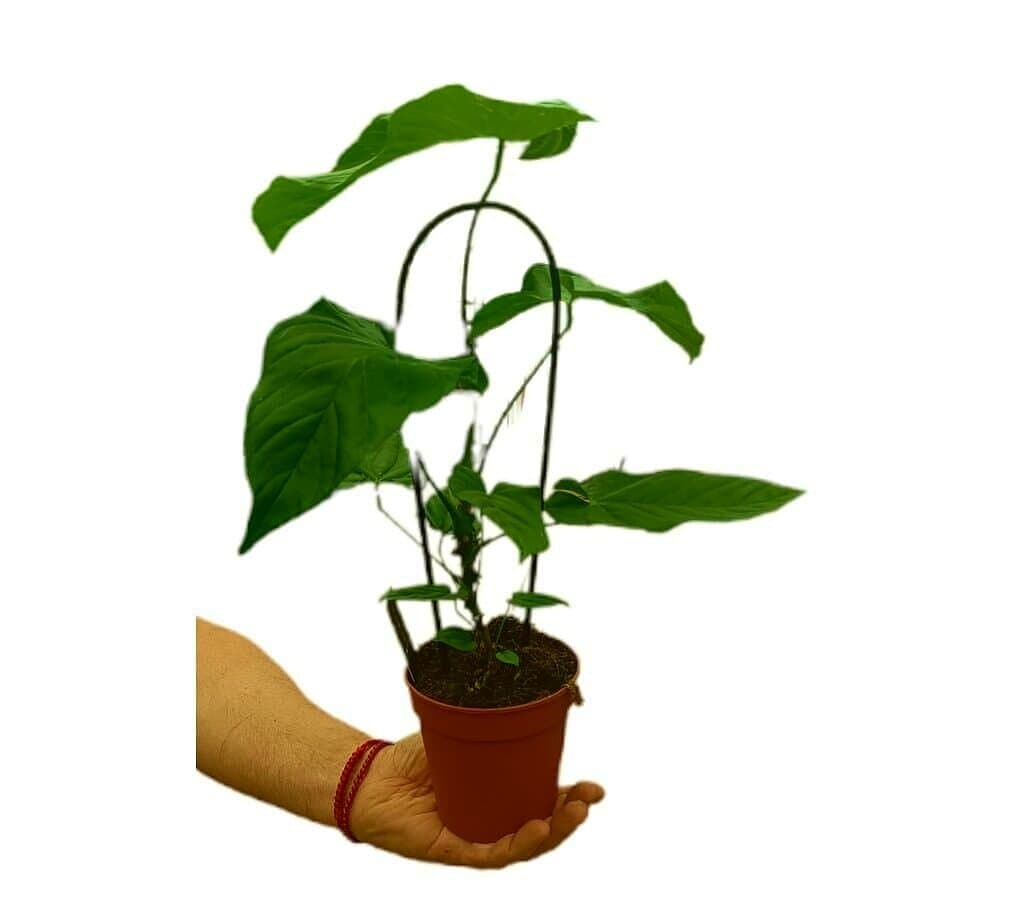 Anthurium Balaoanum M12_1