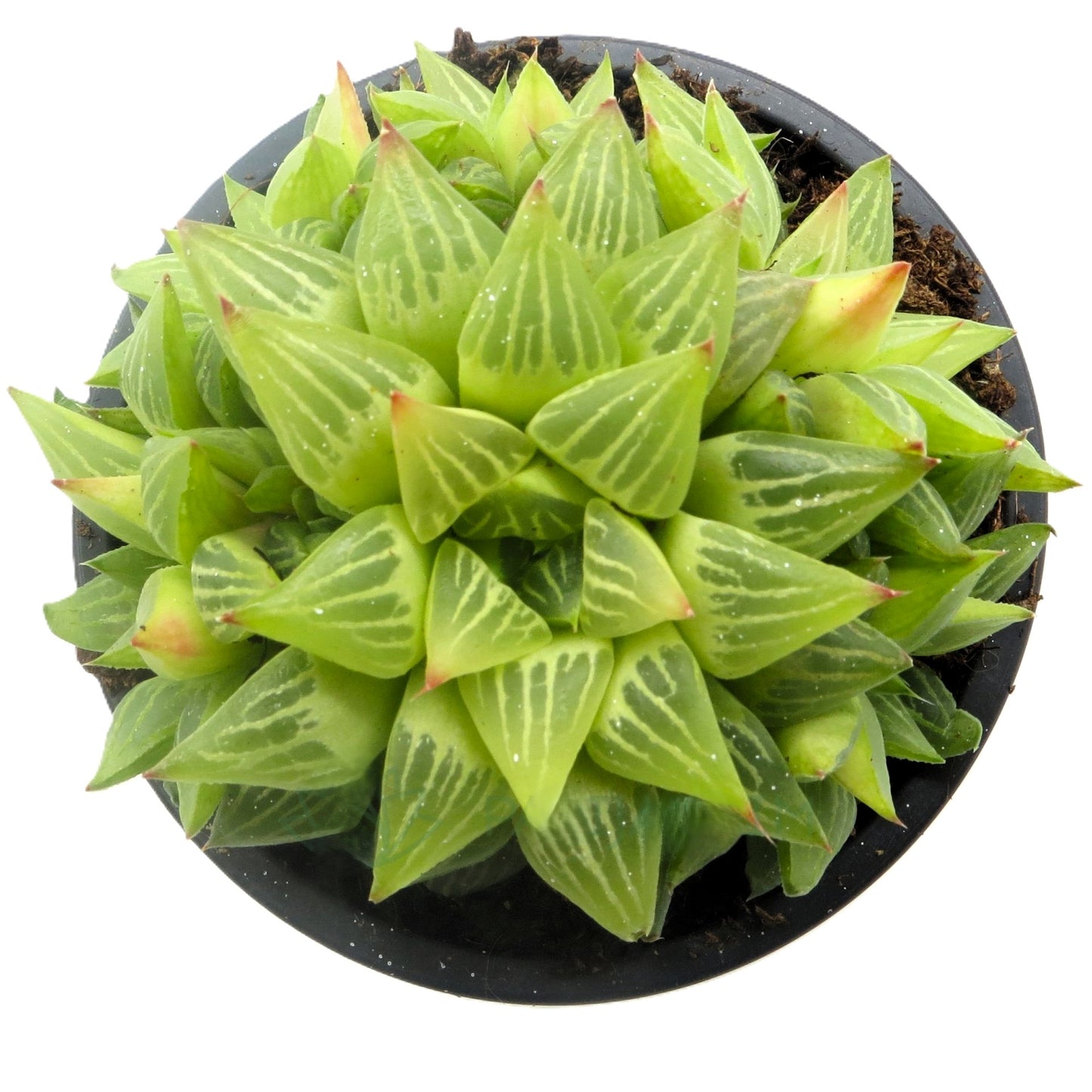 Haworthia Retusa F. Geraldii; Planta Suculenta Compacta; Curiosarium; Maceta 10,5 Cm_0