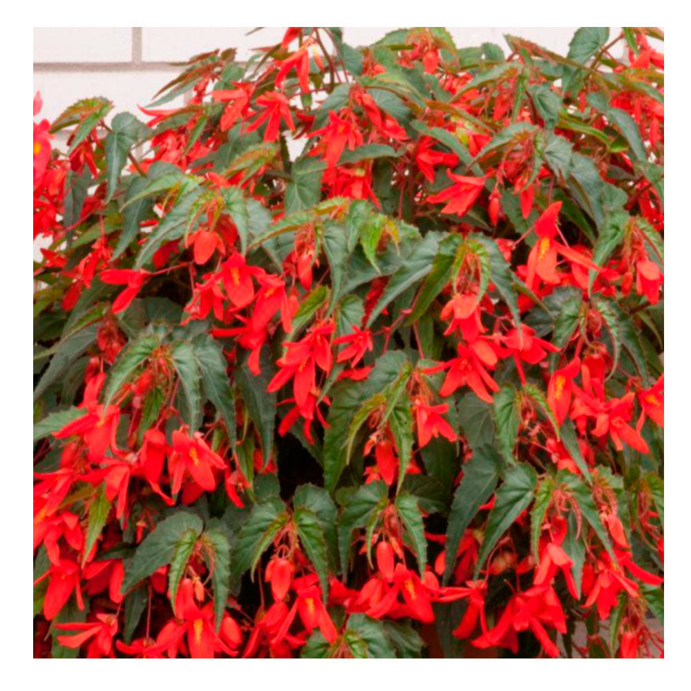 1 Bulbo Begonia Bertinii boliviensis 'Santa Cruz' Planta De Flor colgante_0