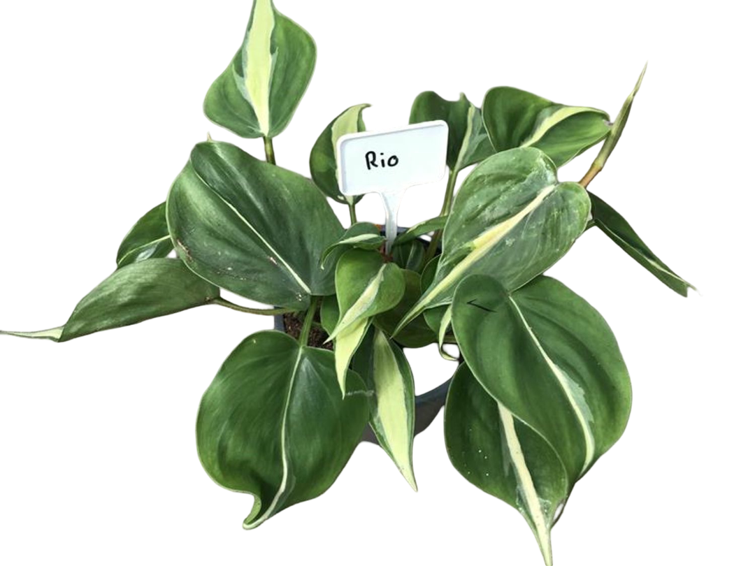Planta Natural Philodendron Hederaceum 'rio' 1 Ud Ø 12 Alt. 20_0