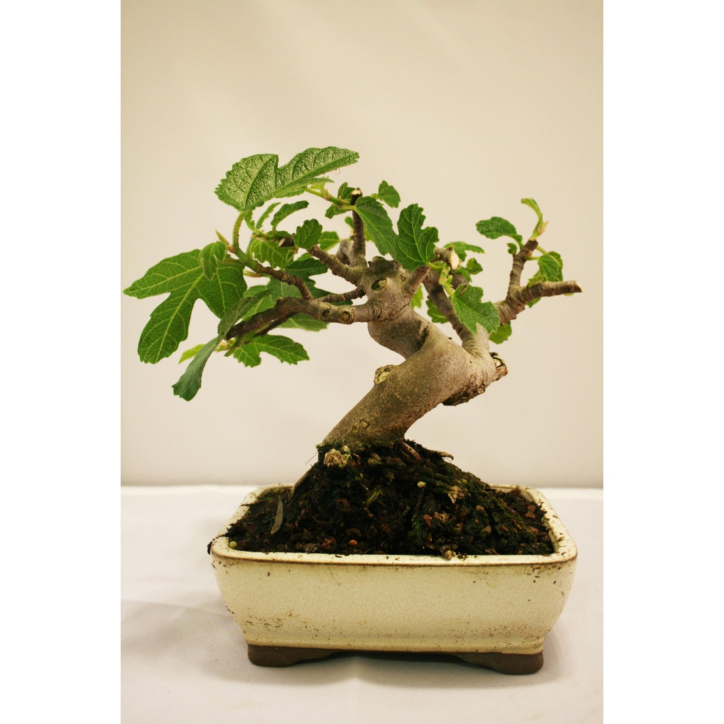 Bonsai Ficus carica 7 anos FIGUEIRA