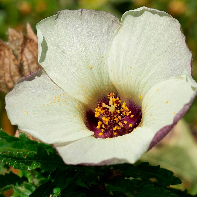 Semillas Aurora Ecológicas