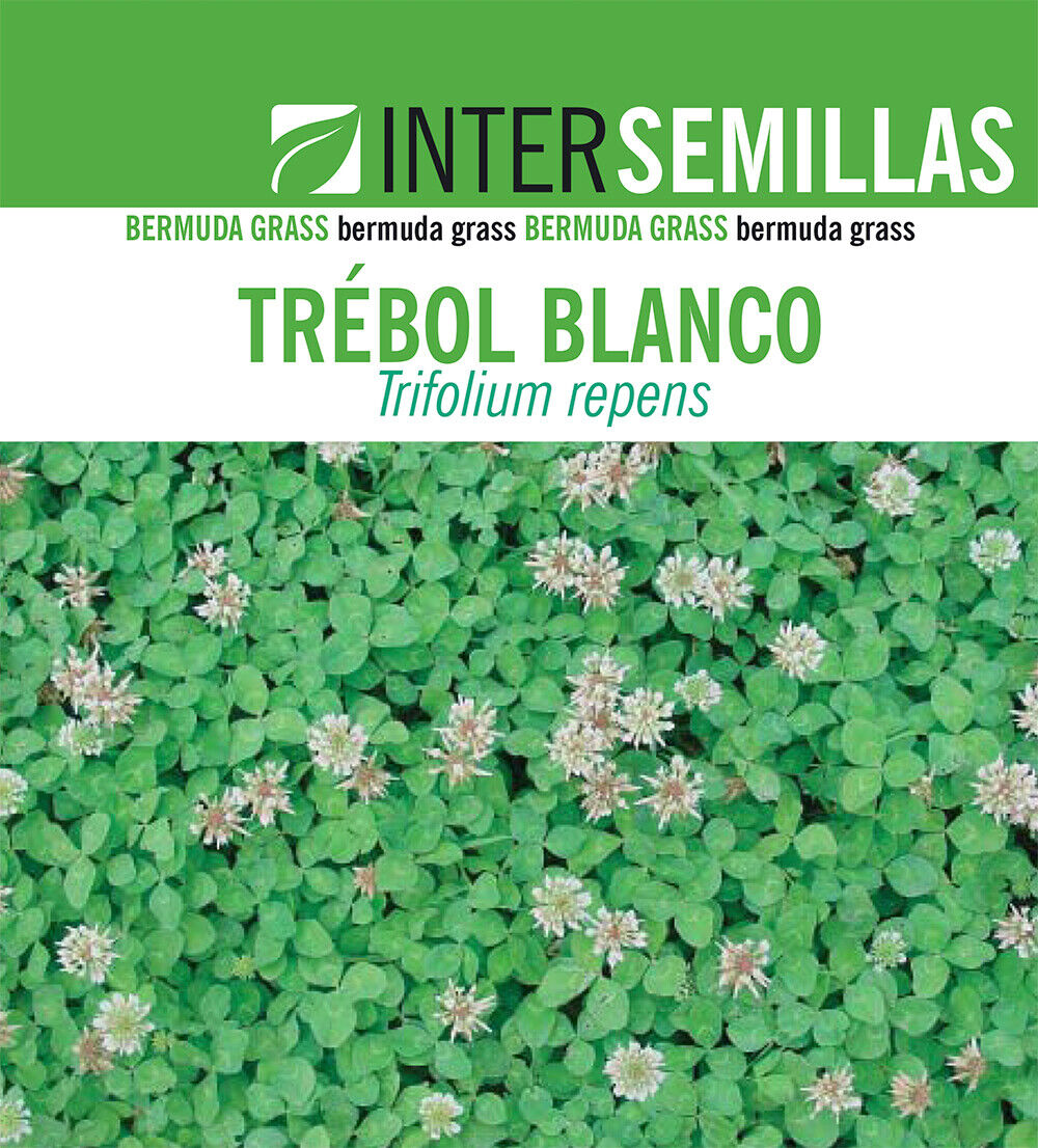 Semillas De Trebol Blanco Trifolium Repens Caja De 250g_0
