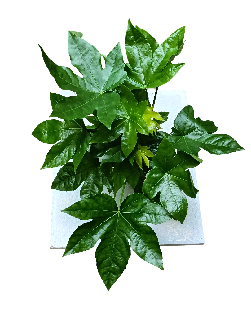 Aralia Japonica Planta De Interior Jovenes 30 Cm_0