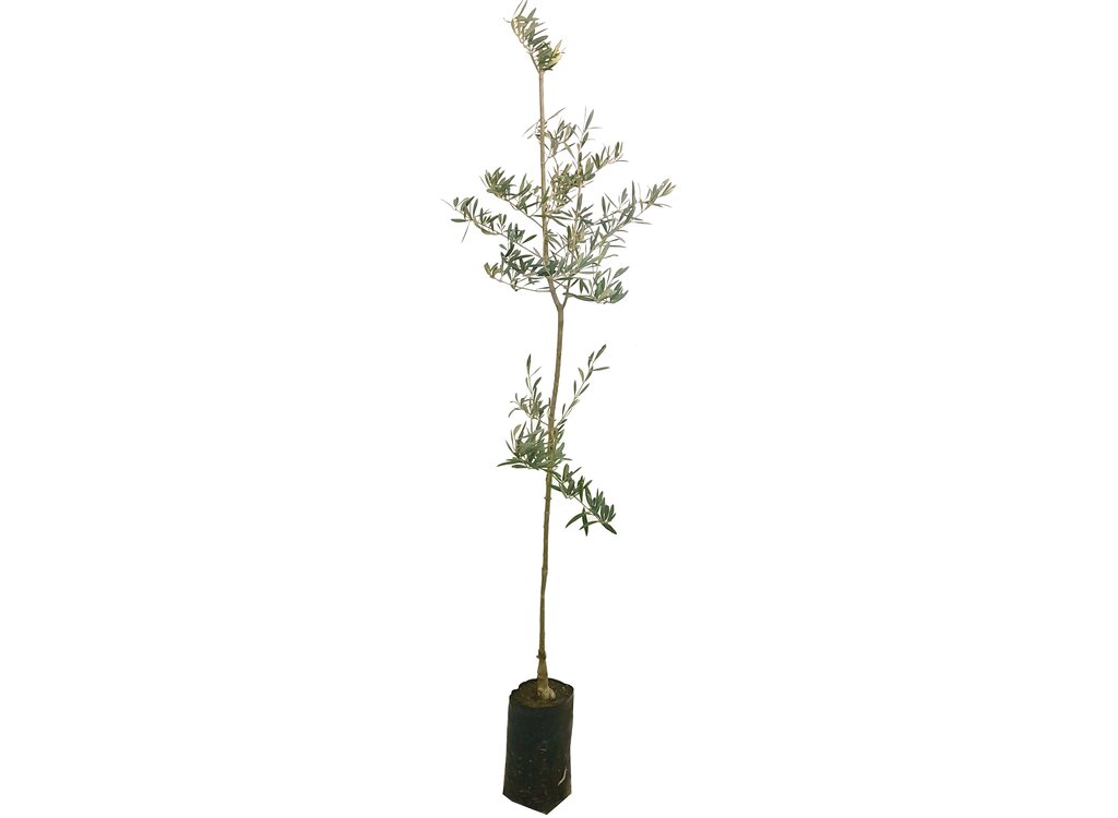 Olivo Hojiblanca M16 160cm_0