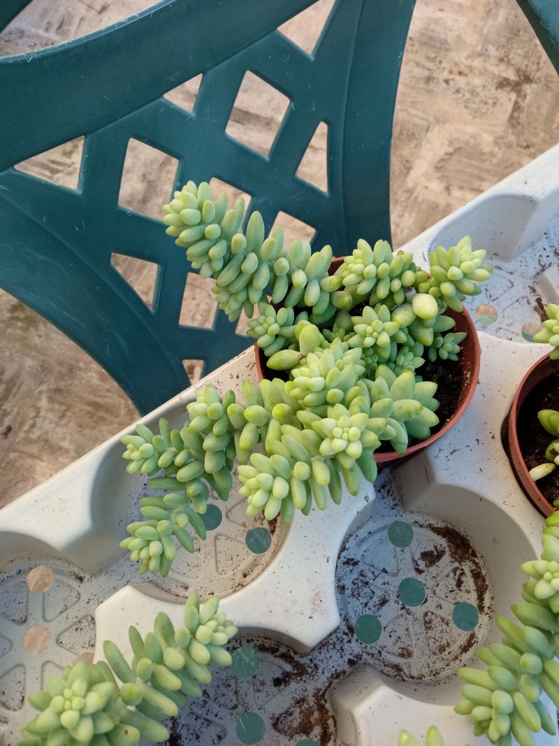 Sedum Burrito Ø8 Cms Planta Suculenta Colgante_0