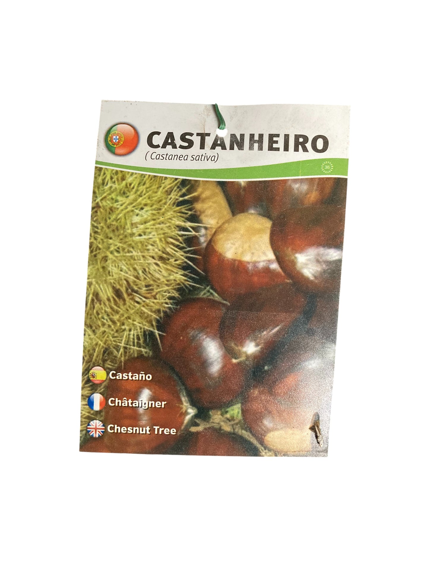 Frutal Castaño Europeo Cepellón 140 CM_1