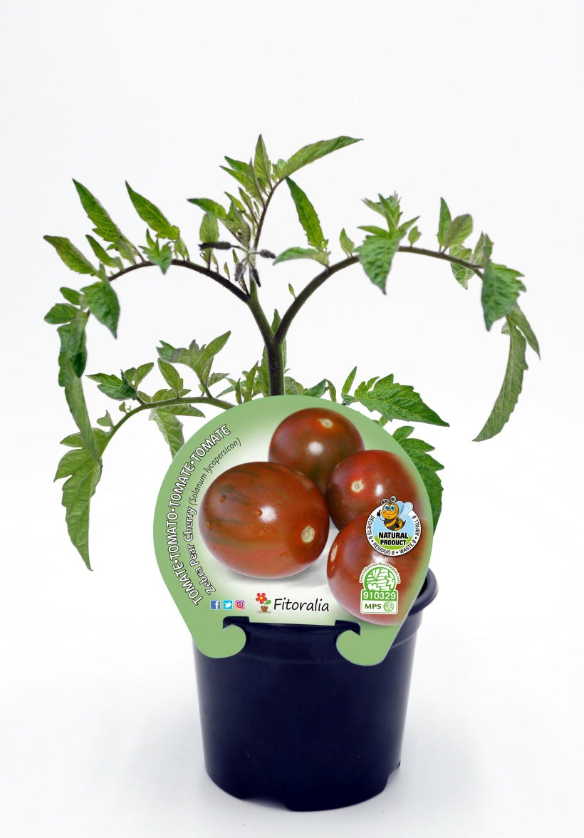 Plantón Tomate Cherry Zebra Pear En Maceta 10,5 Cm. Natural - Fitoralia_0
