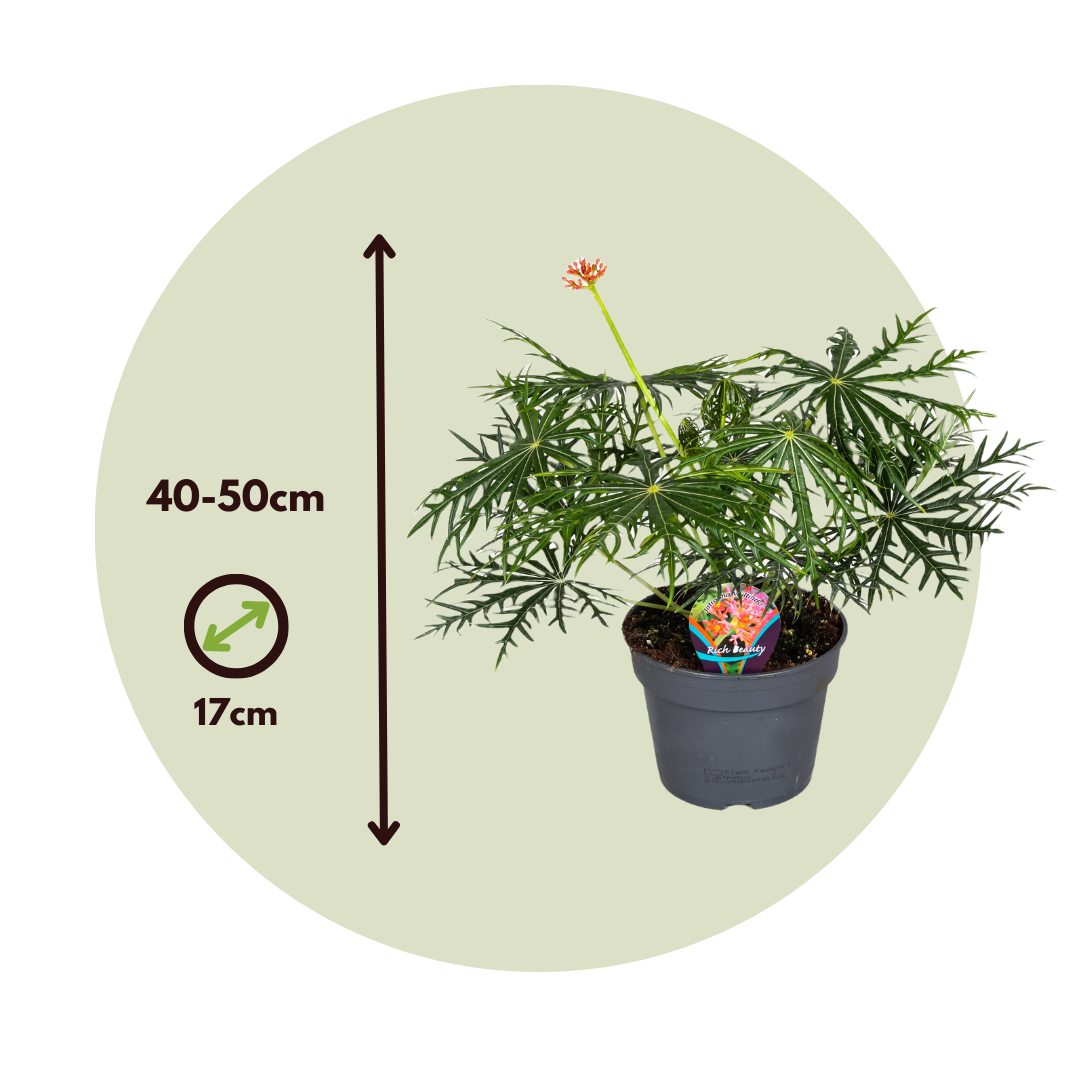 Jatrofa - 2 Pzs - Jatropha Multifida - Altura 40-50cm - ⌀17cm_2