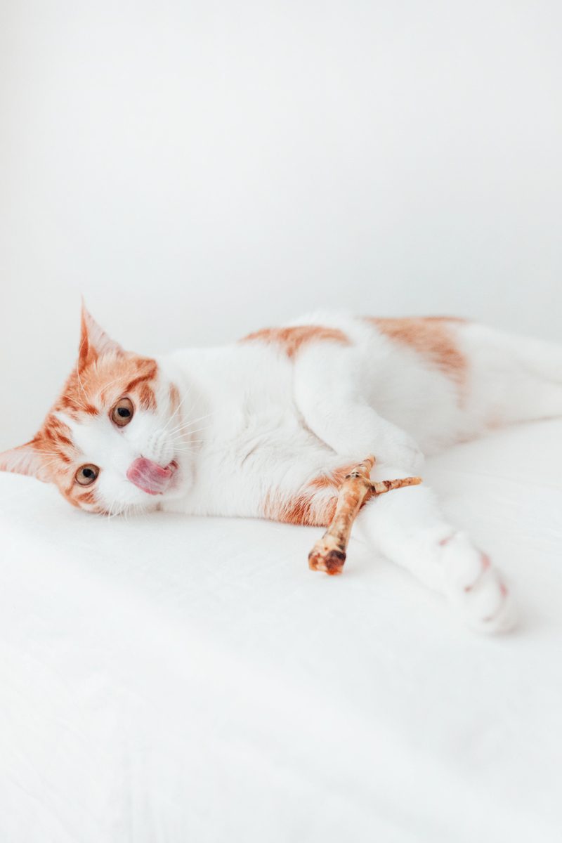 Bimorbox Pequeña · Pack Snacks Y Juguetes Naturales Para Perros._4