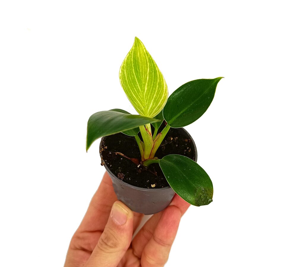Philodendron White Measure M6_0