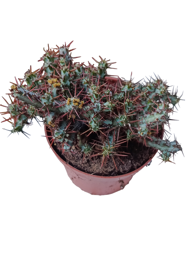 Euphorbia Aeruginosa Planta Suculenta Ø8_0