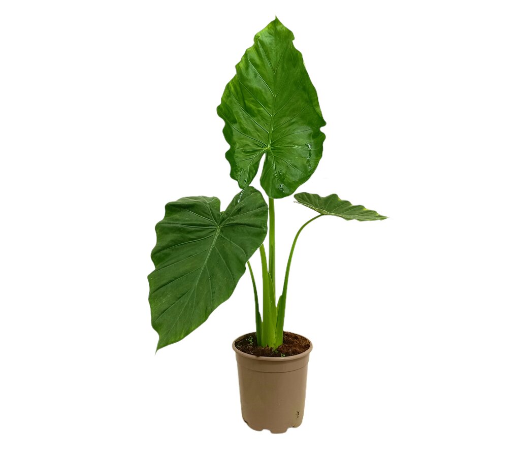 Alocasia Macrorrhiza M22 80-100cm_0