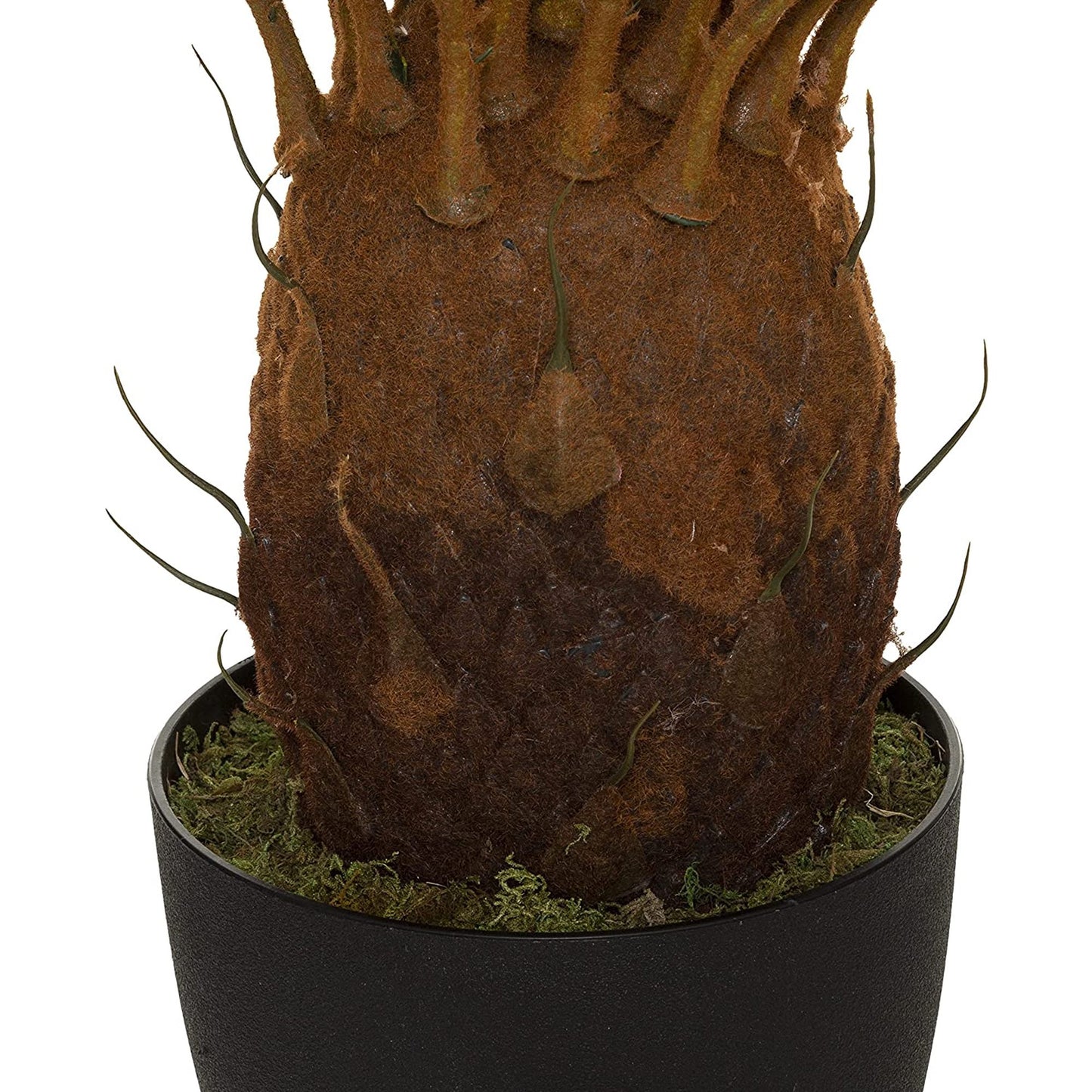 Planta De Piña Altura 93_4