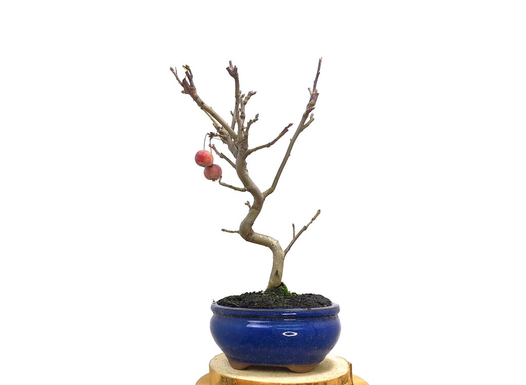 Bonsai Manzano 7 Años_1