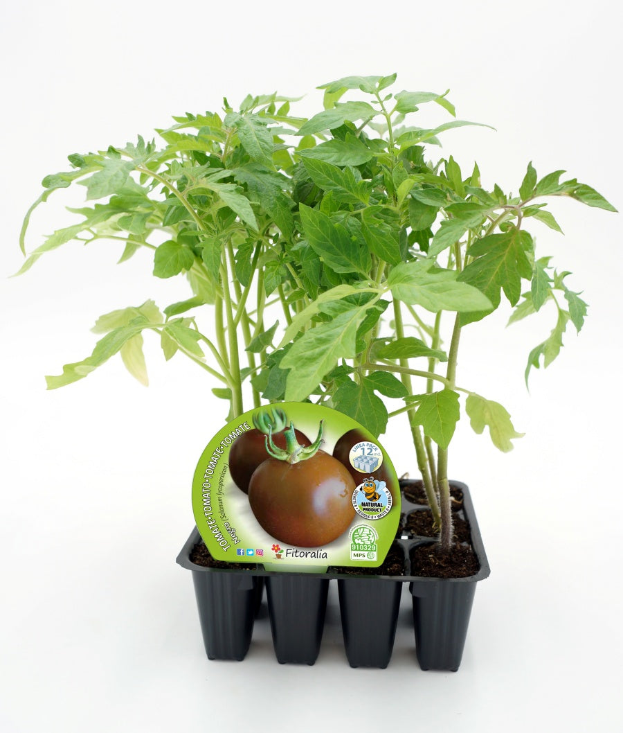 Pack Plantones Tomate Negro 12 Ud. Natural - Fitoralia_0