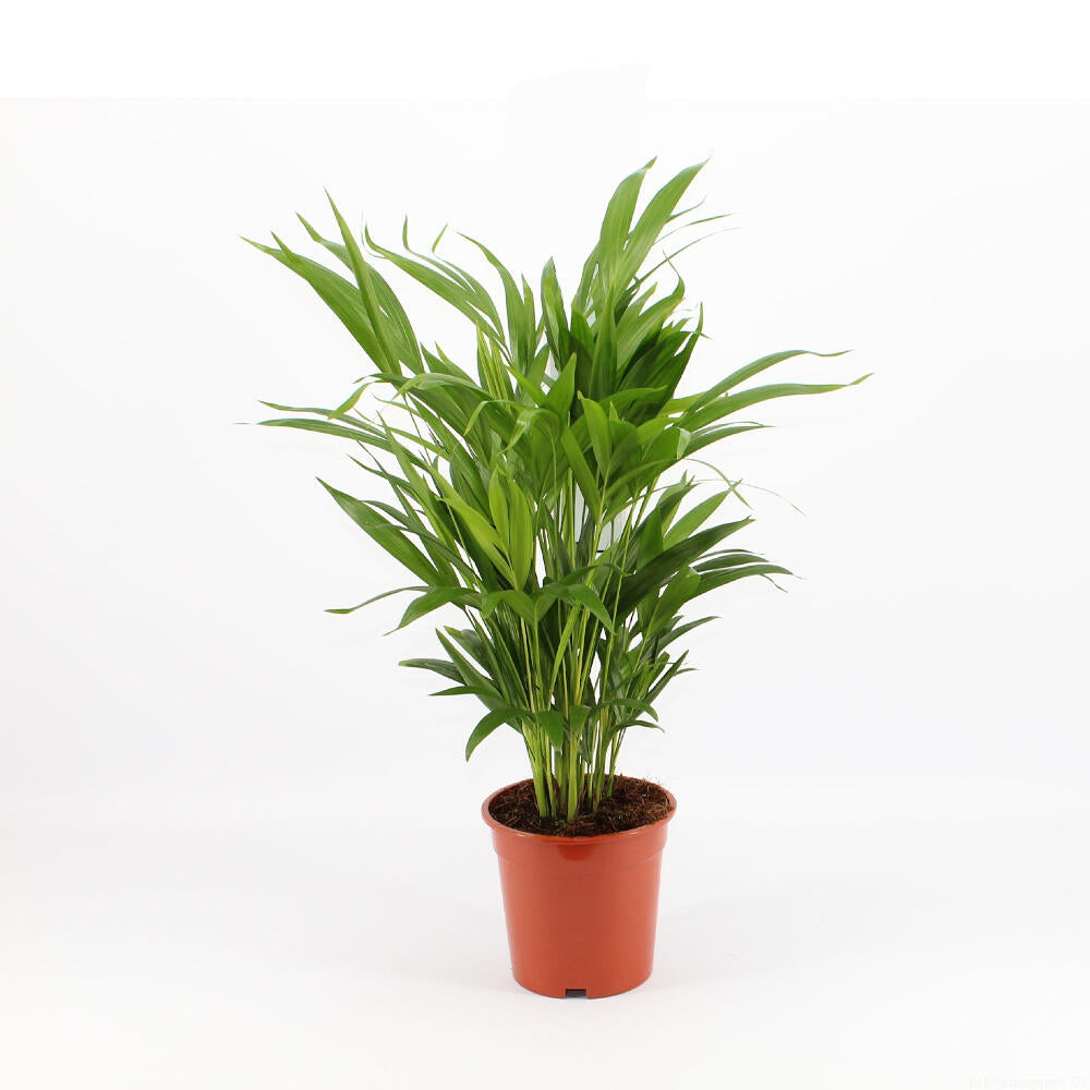Areca Lutescens M17 60cm_0