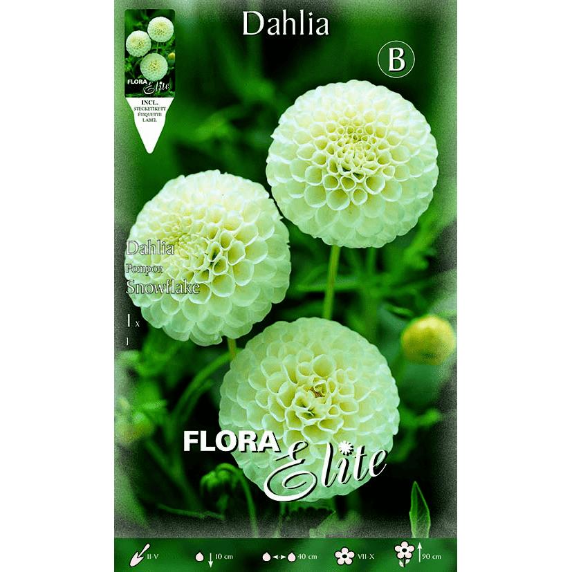 Bolbo de dália pompom branco 1 peça