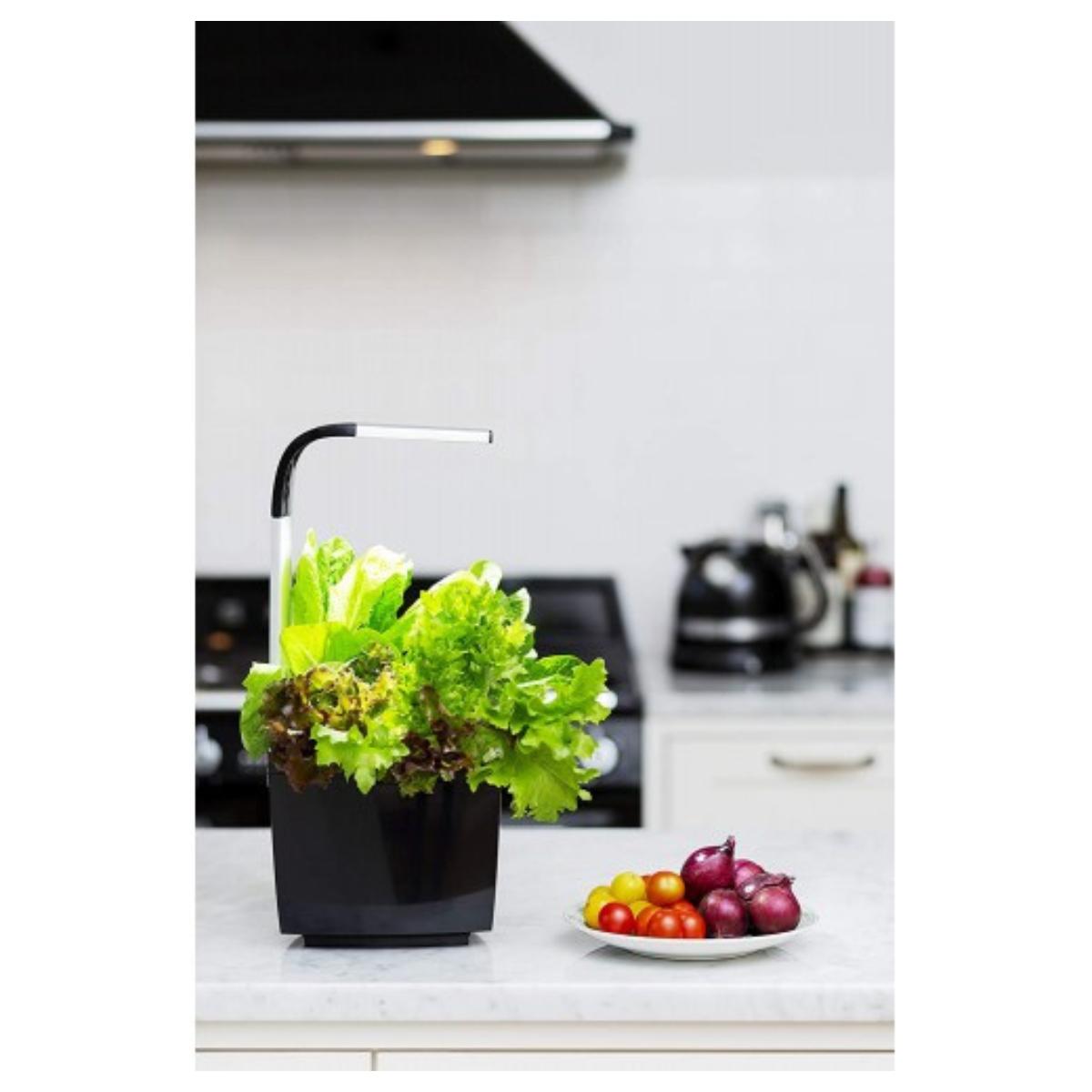 T3 Kitchen Garden Vaso autocultivante 20 x 17,5 cm