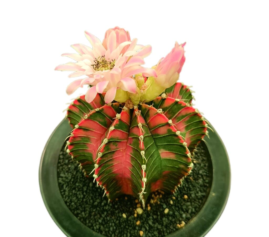 Gymnocalycium Variegata Nº2 M12_1