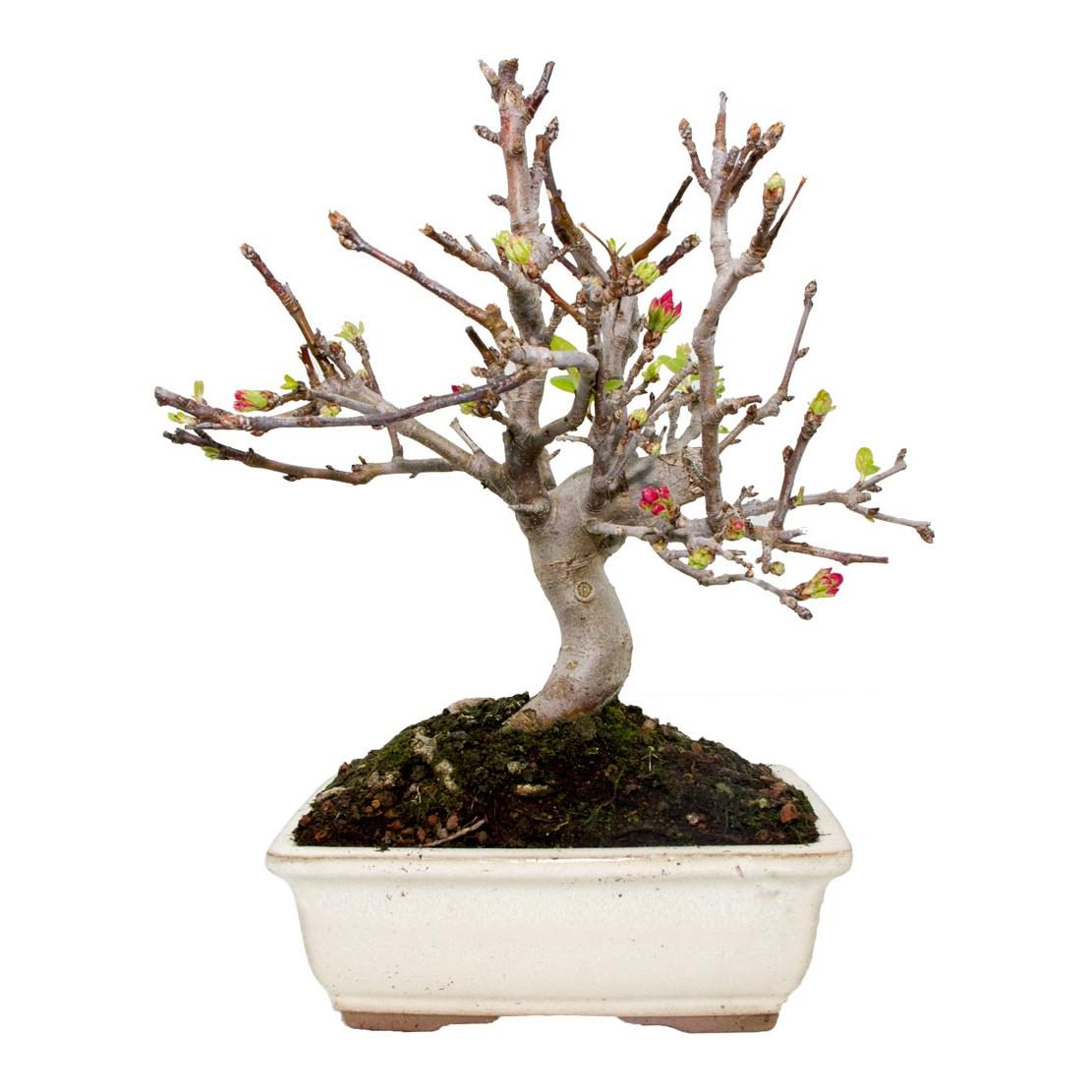 Bonsai Malus sp.9 anos Macieira