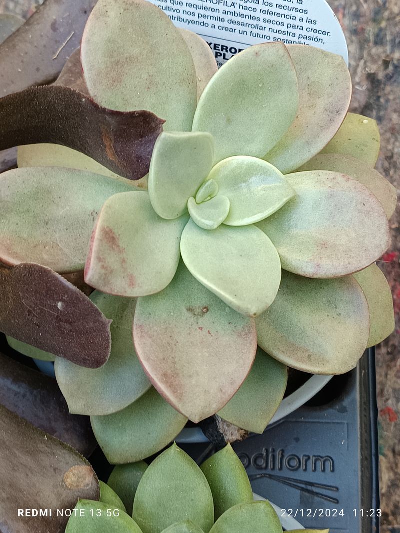 Cactus Y Suculenta Planta Grande Ø13 ☼ Ref017_0