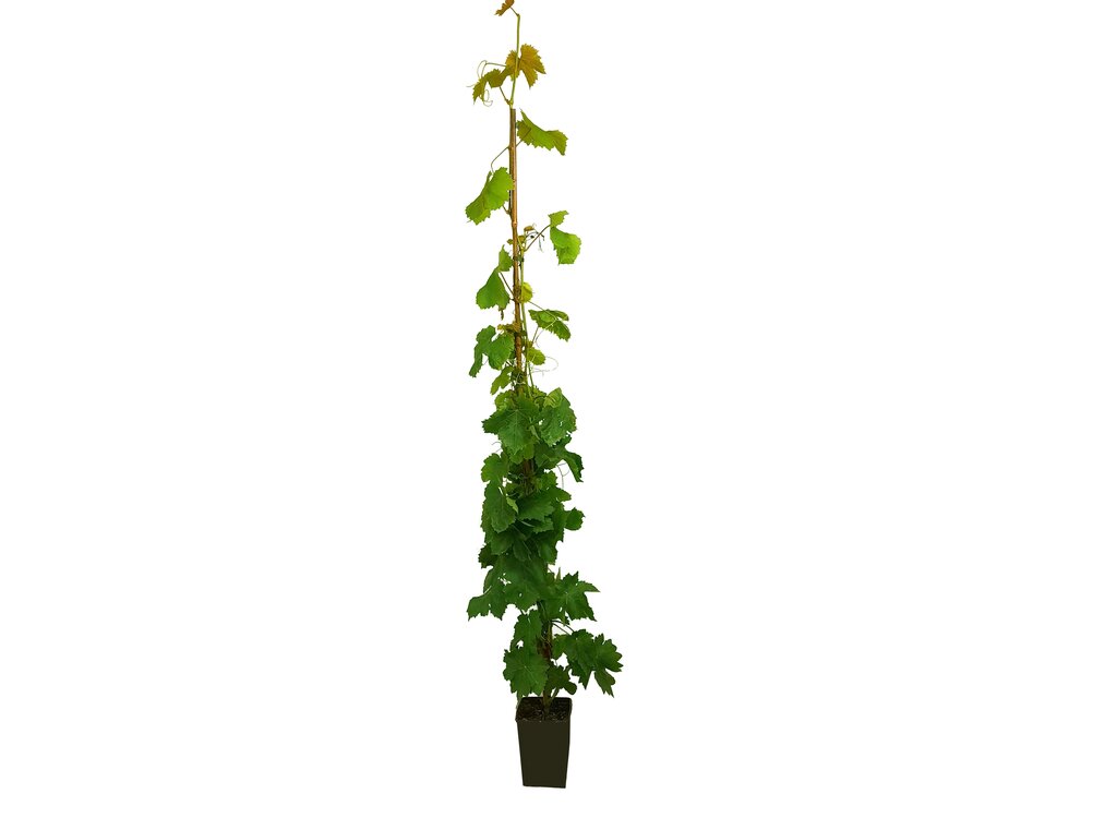 Vitis Vinifera Autumn Royal M20 120-150cm (vid)_0