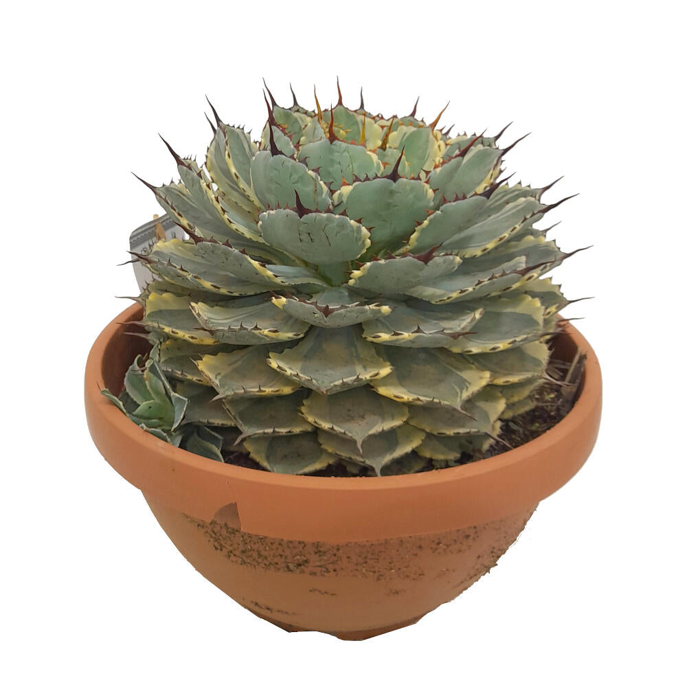 Agave Potatorum Kichijokan Variegata T30 50cm_1