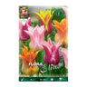 Bolbos de tulipa flor-de-lis mix 7 unidades