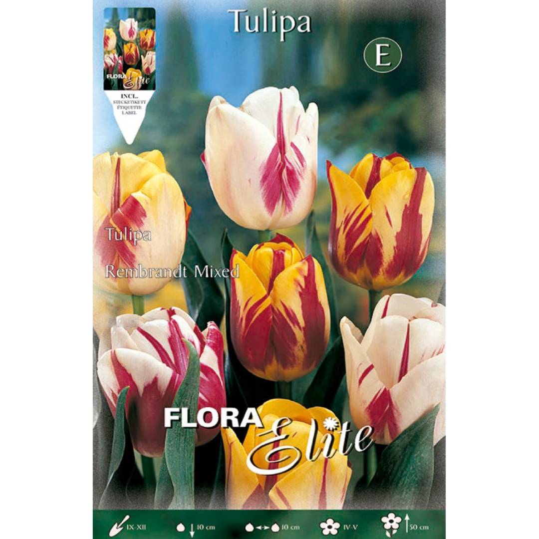 Mix de bolbos de tulipa Rembrand 7 unidades