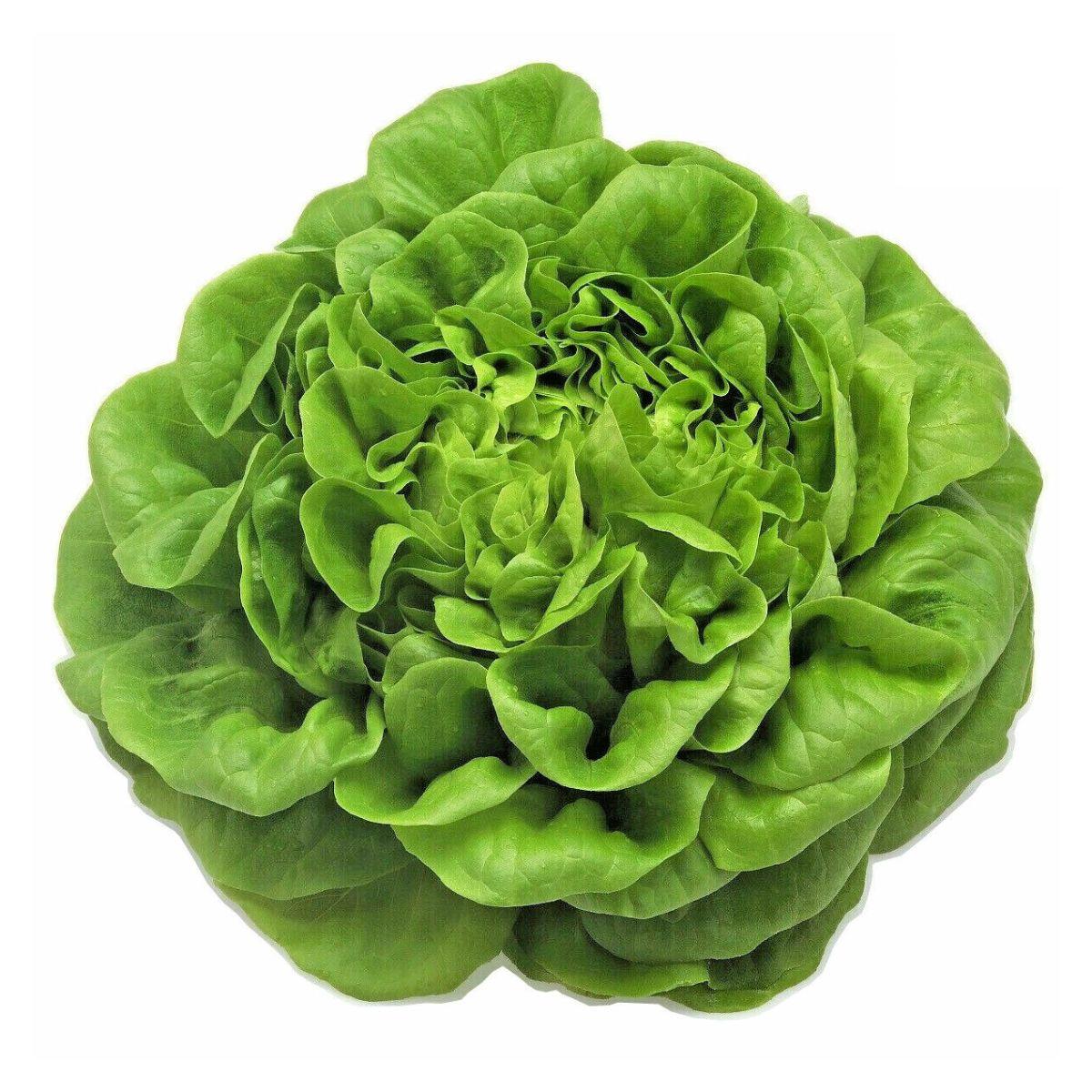 Muda de alface calêndula em vaso de 11 cm