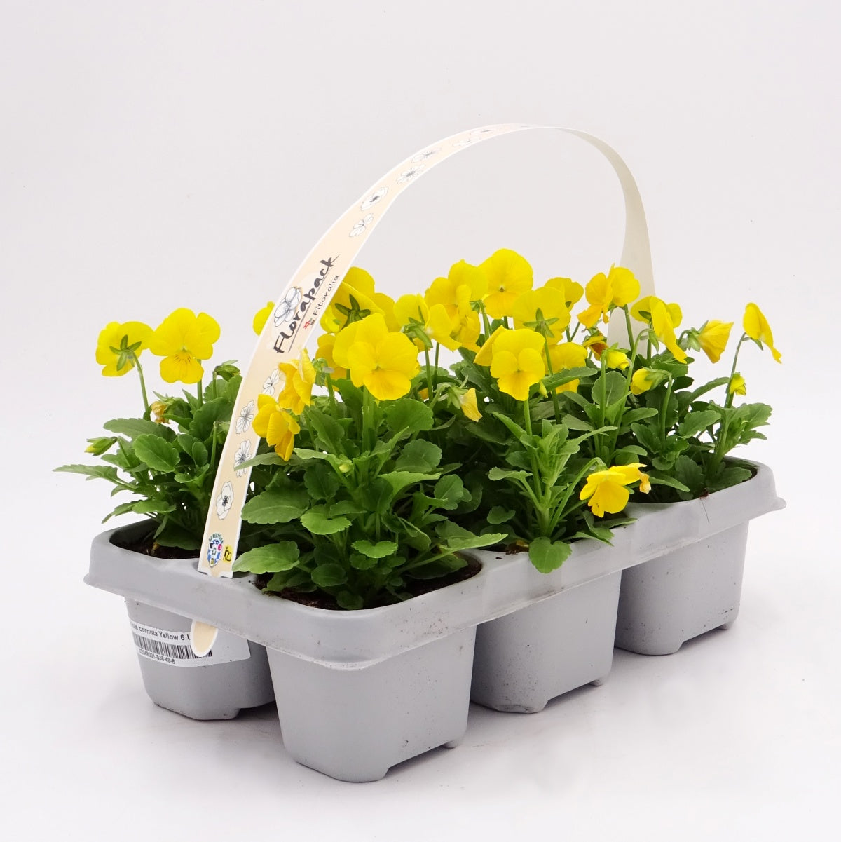 Pack Plantones Violeta Amarilla 6 Ud. Natural - Fitoralia_0