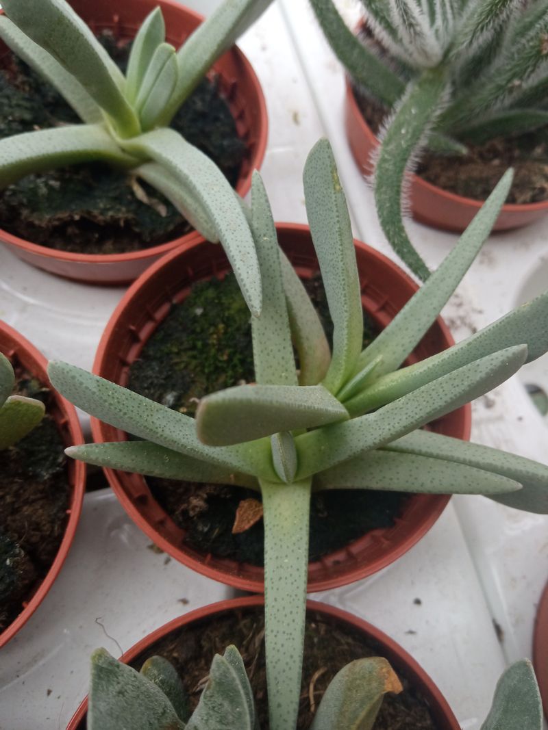 Nananthus Aloides Planta Suculenta 5 Cms_0