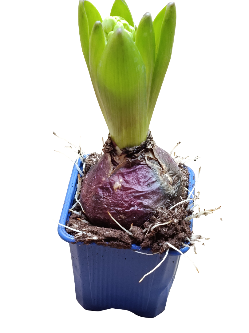 Jacinto Ø7 Planta De Interior Maceta Azul Flor Surtida_0