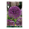 Elite Roxo Allium aflatunense Bolbos 5 unidades