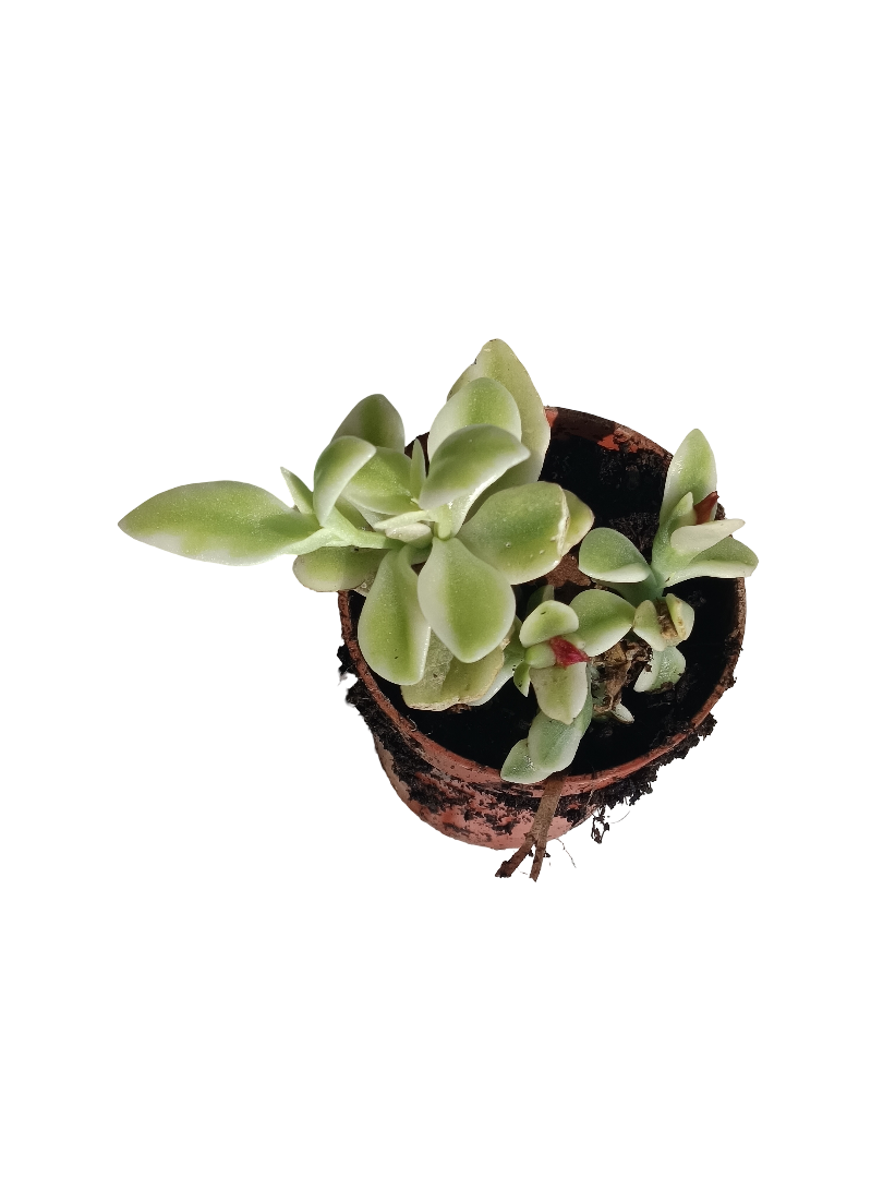 Aptenia Cordiflora Variegata Ø5 Cm Planta Colgante_0