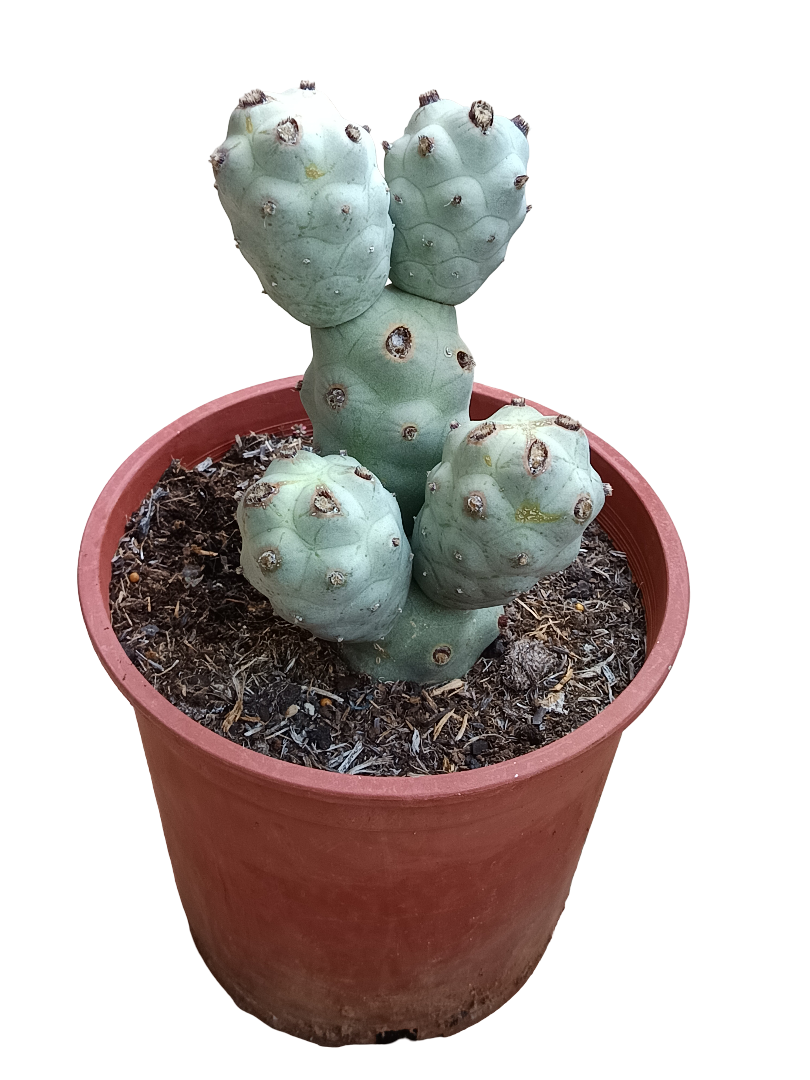 Tephrocactus Calvus Planta De Sol Ø20 Cactus Unico_0
