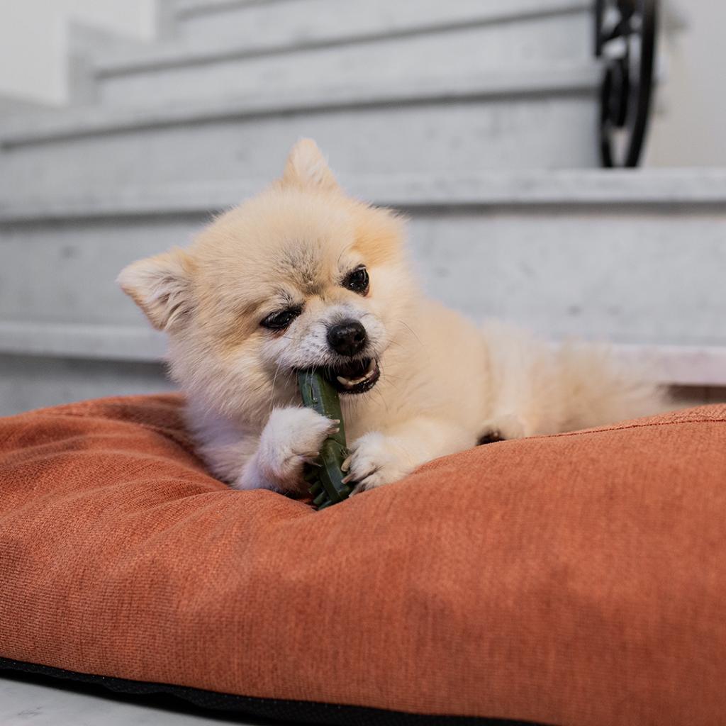 Garden Bites Veggie Toby Petisco dentário para cães S 50 unidades Duvo