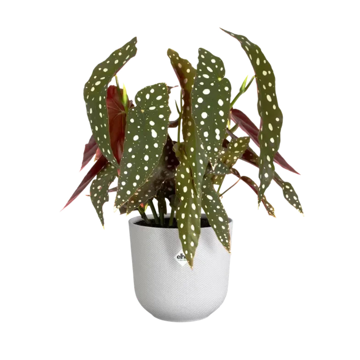 Vaso redondo Jazz branco sedoso Elho 19 cm