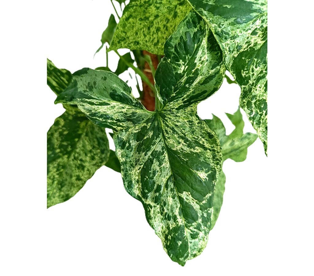 Syngonium Mottled M20 130-150cm_1