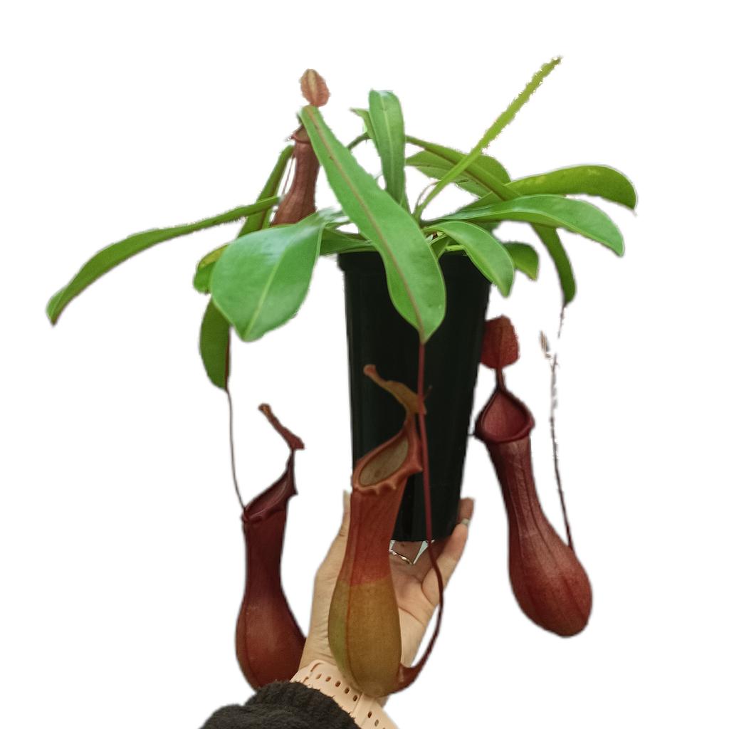 Nepenthes Alata M12_0