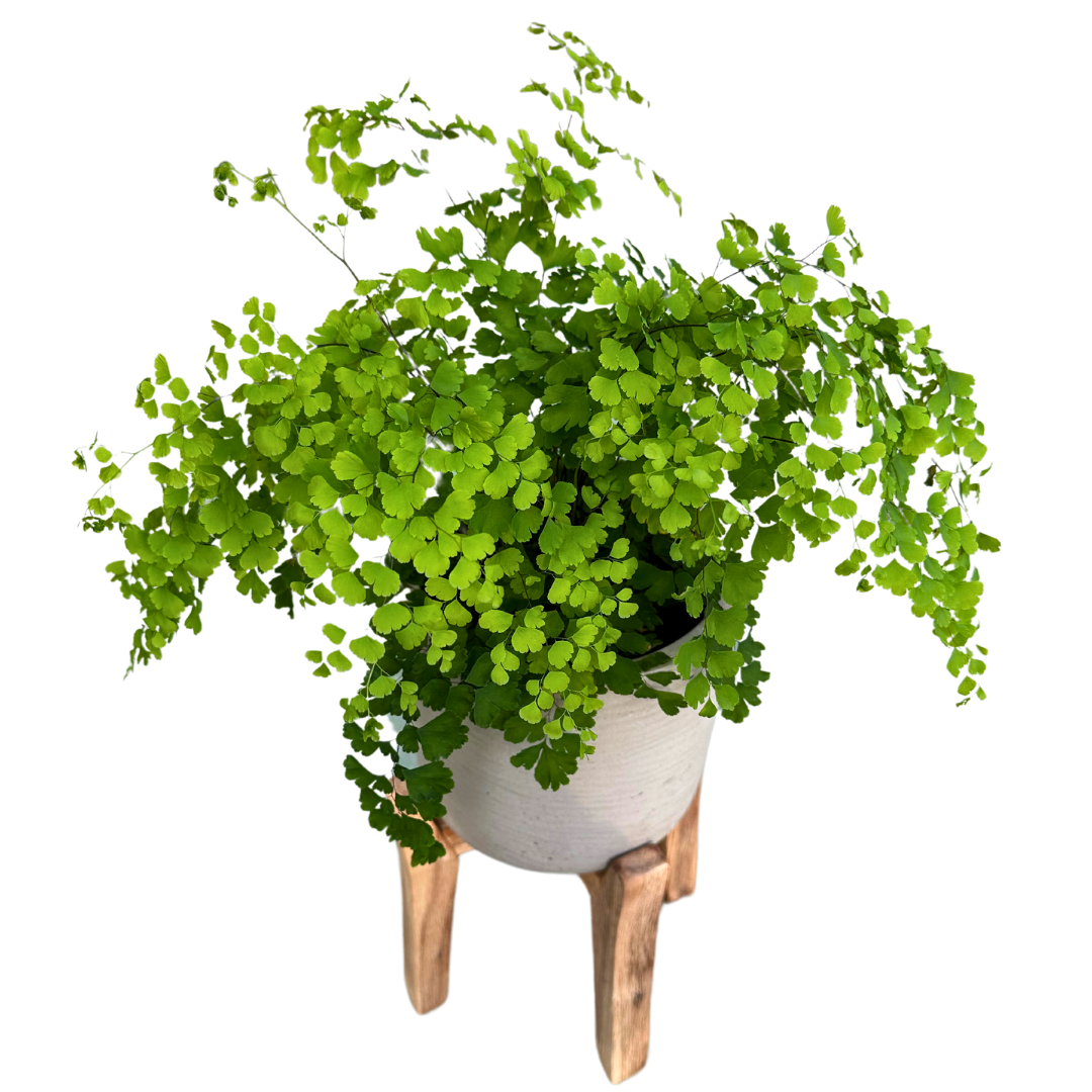 Helecho Adiantum O Helecho Culantrillo La Variedad Más Fina De Los Helechos M13_0