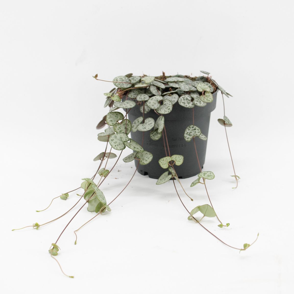 Ceropegia Woodi Ø12 Planta Natual Colgante_0