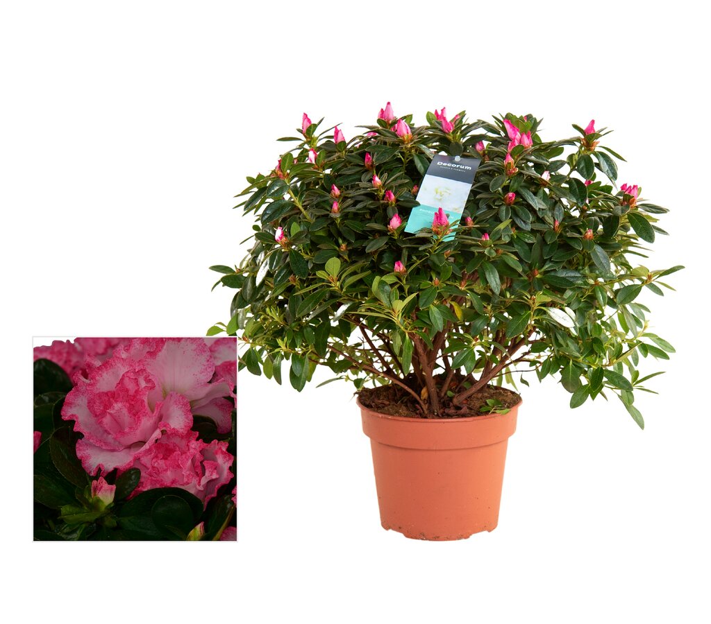 Azalea Vogel M17 35cm_0