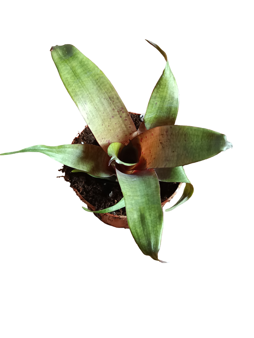 Vriesea Tropical Day Mini Planta De Interior 8 Cms_0